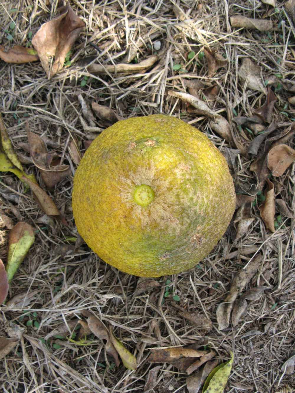            Fruit (Winter Haven, FL)   